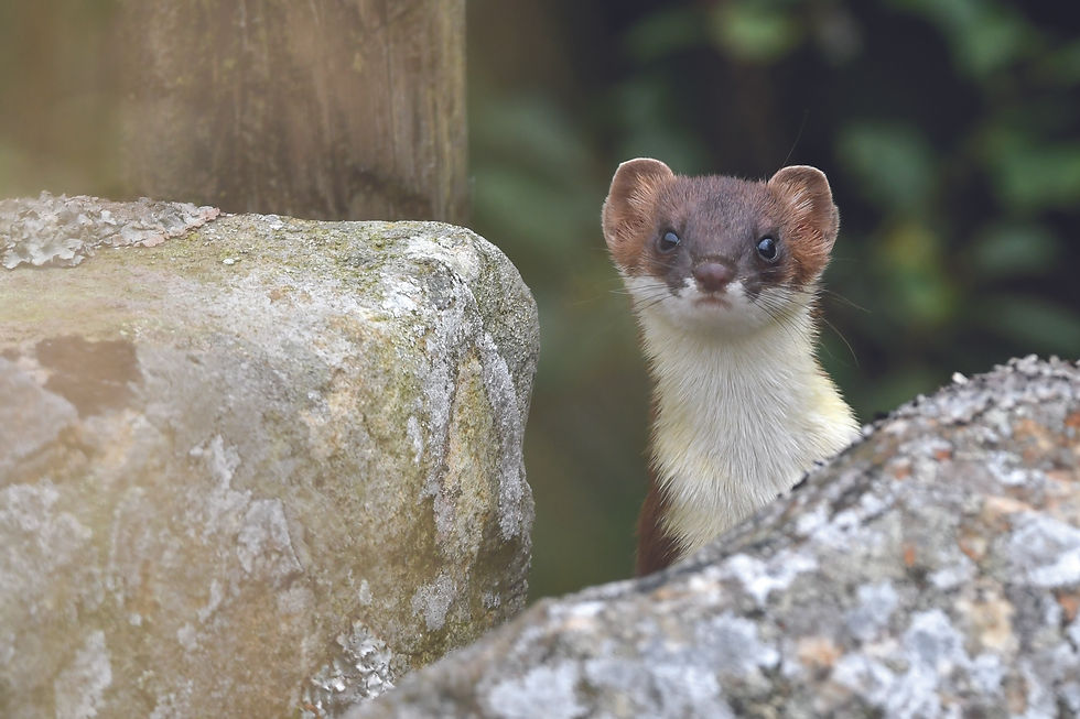 nosey stoat