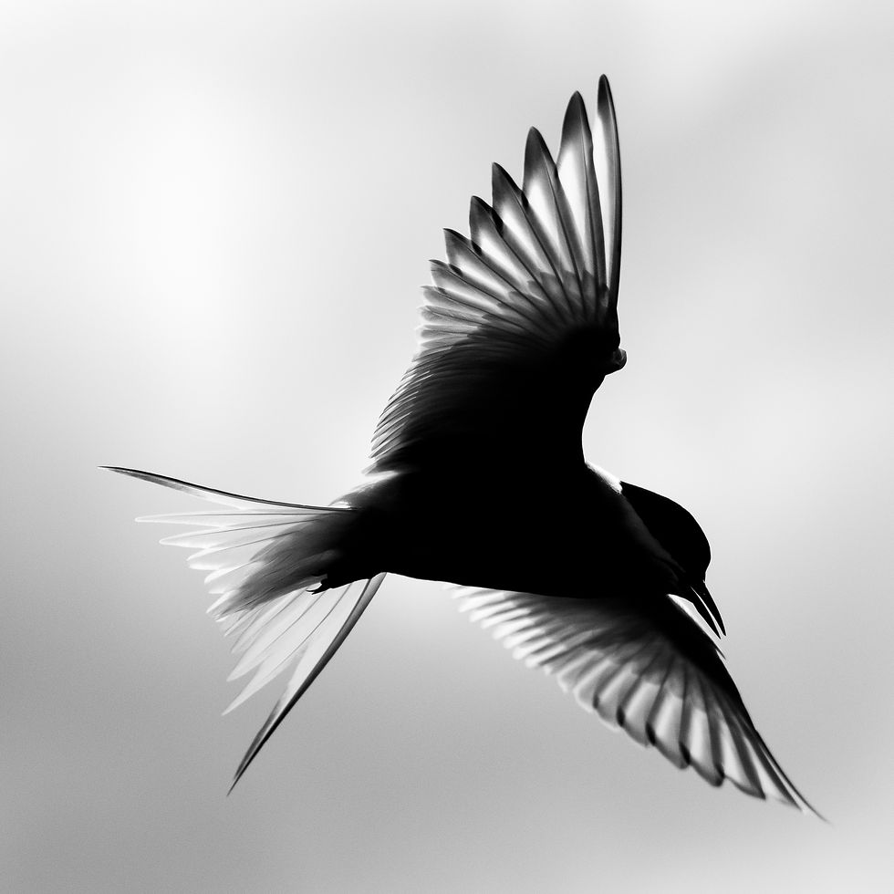 tern