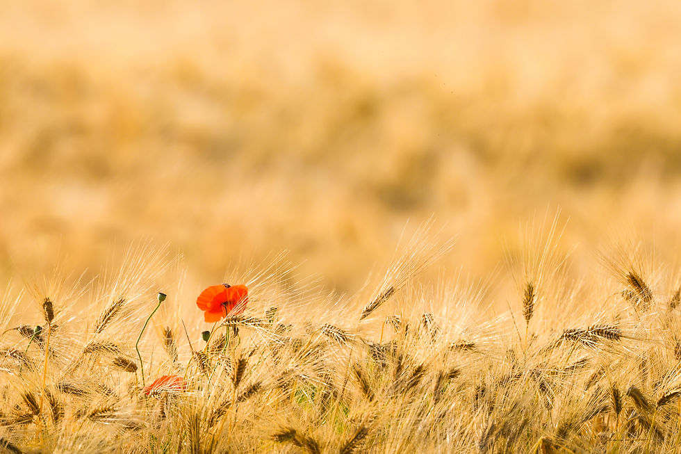 poppy in the corn