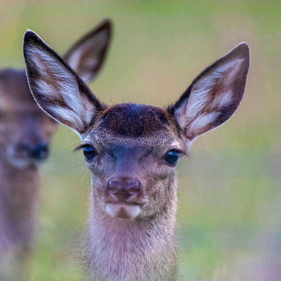 deer