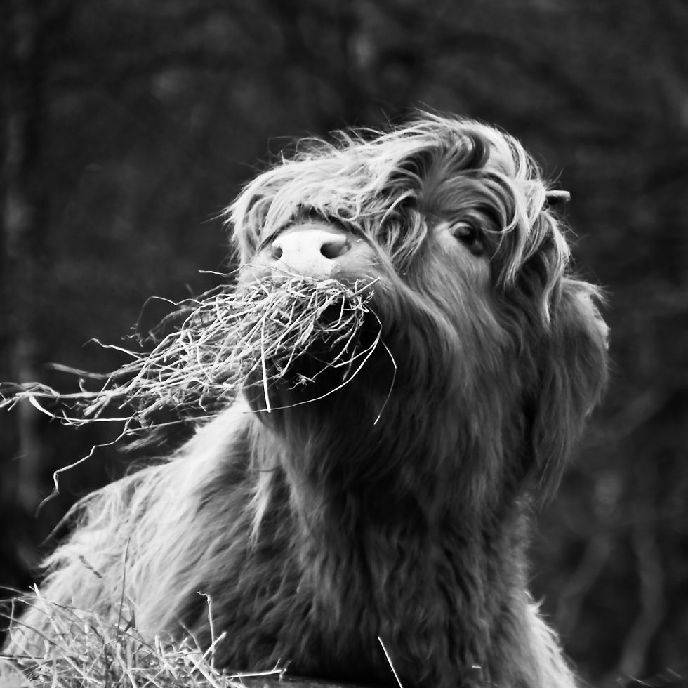highland cow mouthful