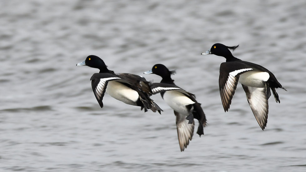 tufted ducks