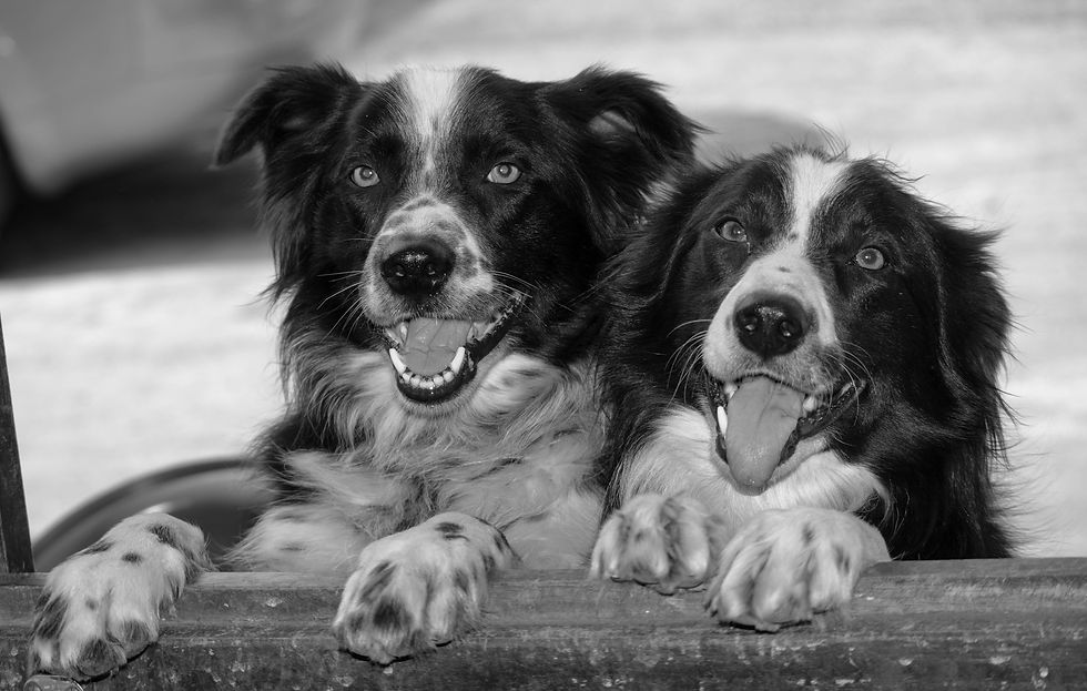 sam and jed