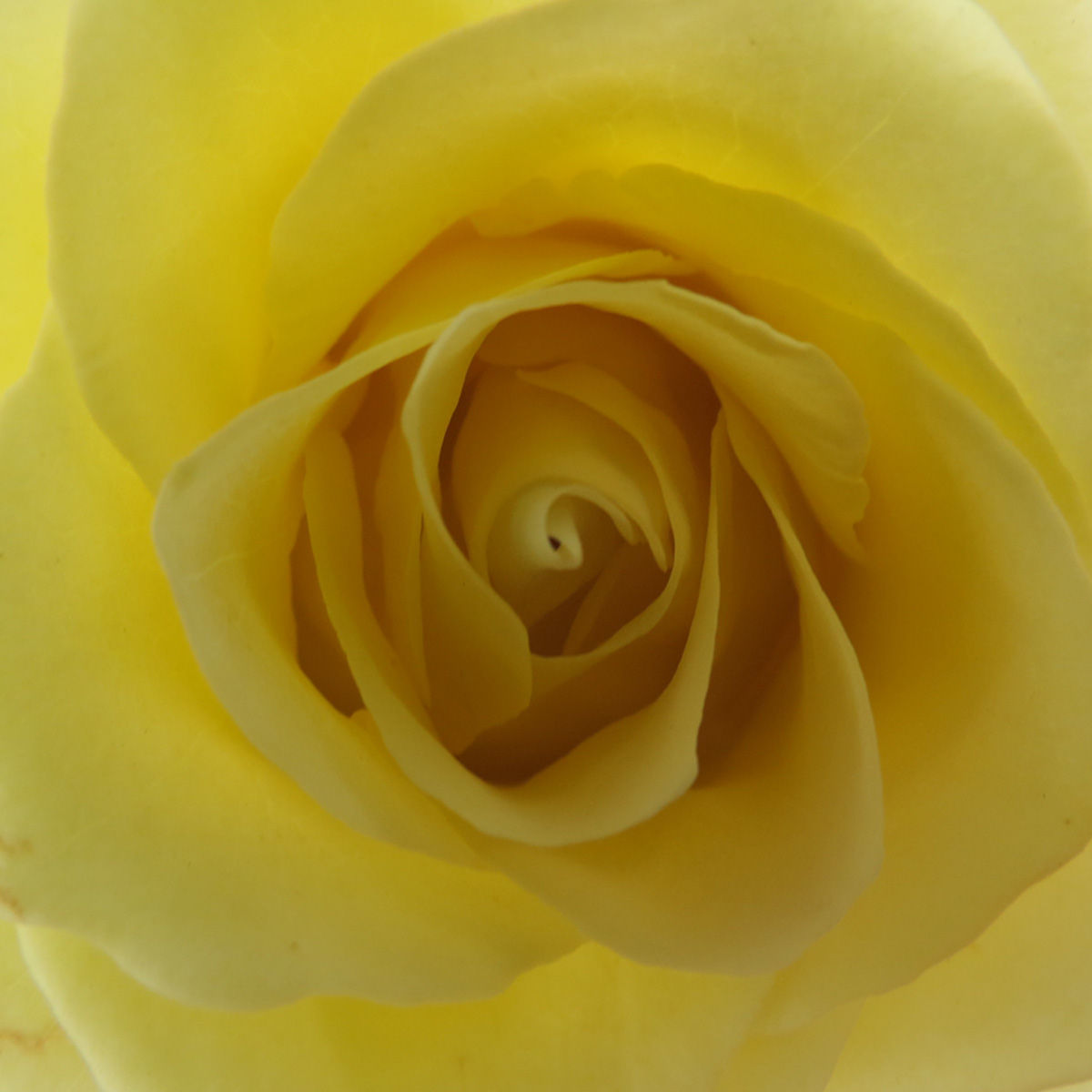 GREEN Roses Assorted