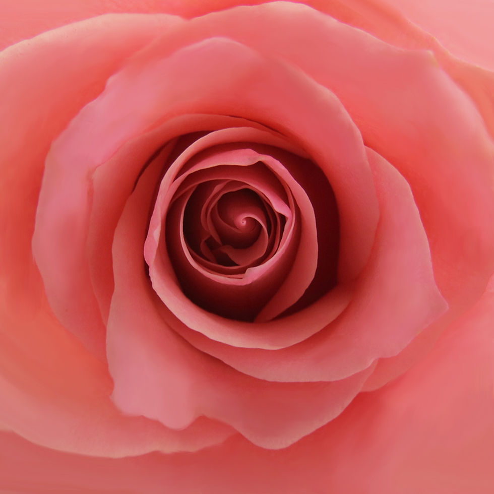 Thumbnail: PINK Roses Assorted
