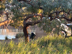 Currawinya NP - Hungerford QLD