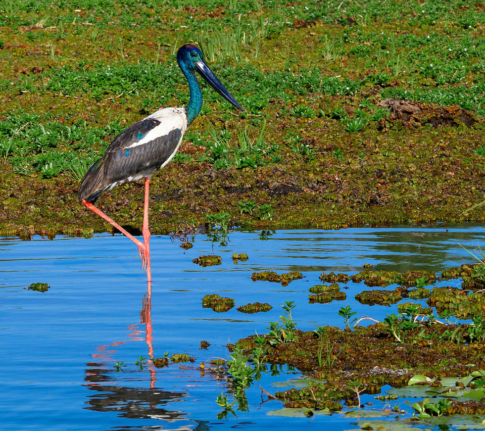 Jabiru
