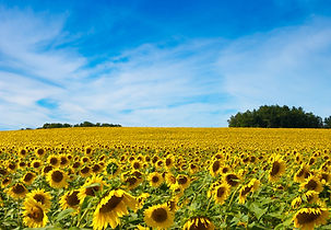 Sunflower oil