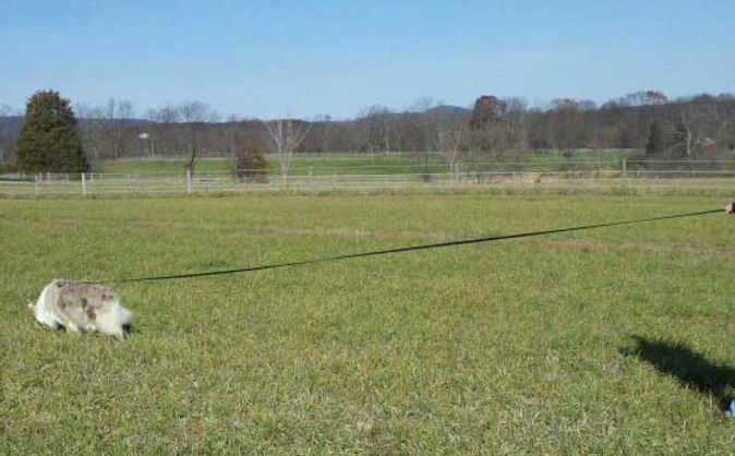 Dog-Tracking-class.jpg