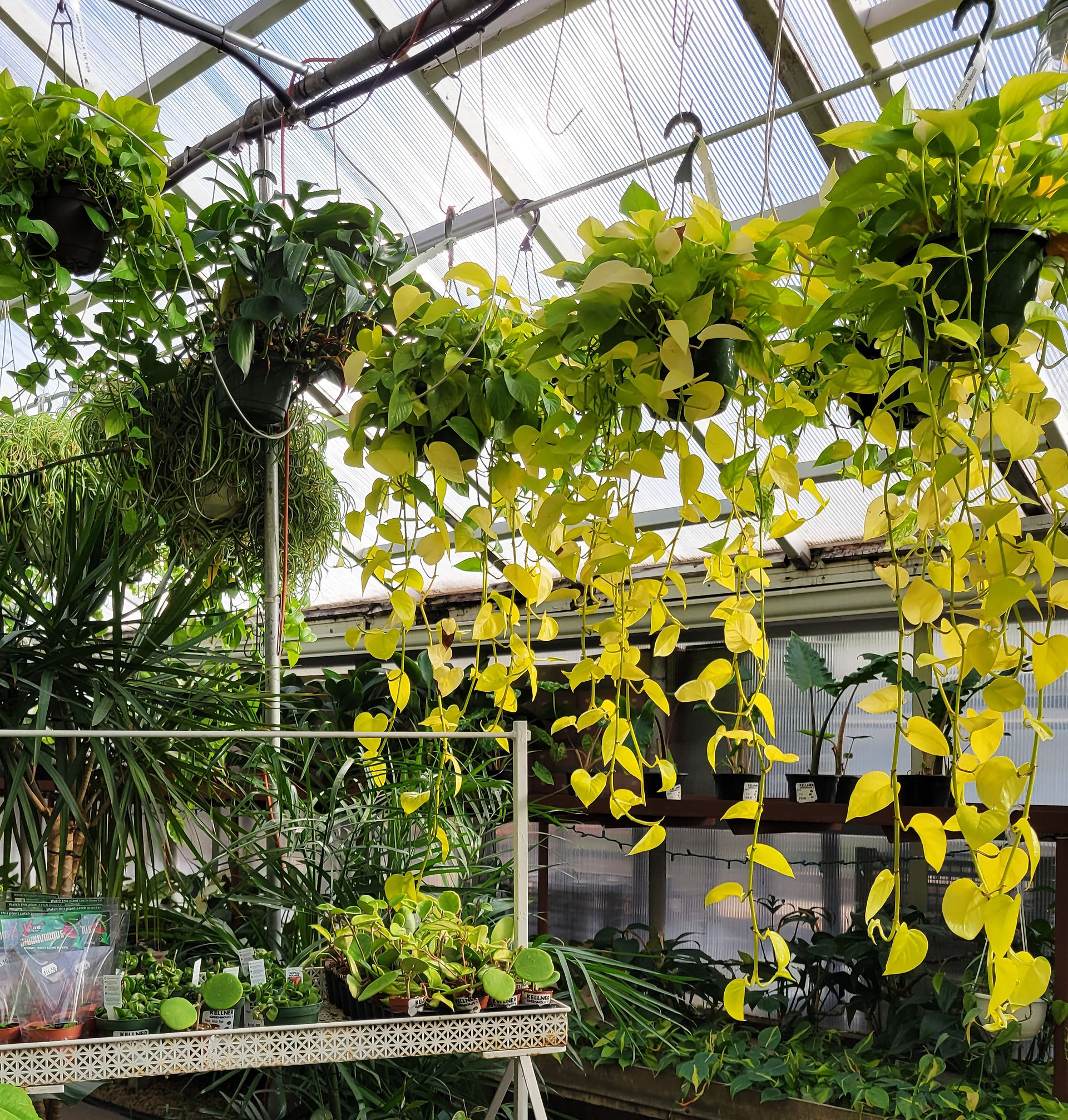 At Kellner's Greenhouse in MKE