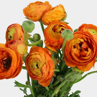 Blooms by the Box