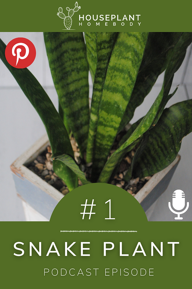 Podcast Ep #1- Snake Plant