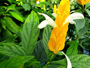 Shrimp Plant