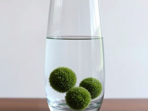Aquatic Plants