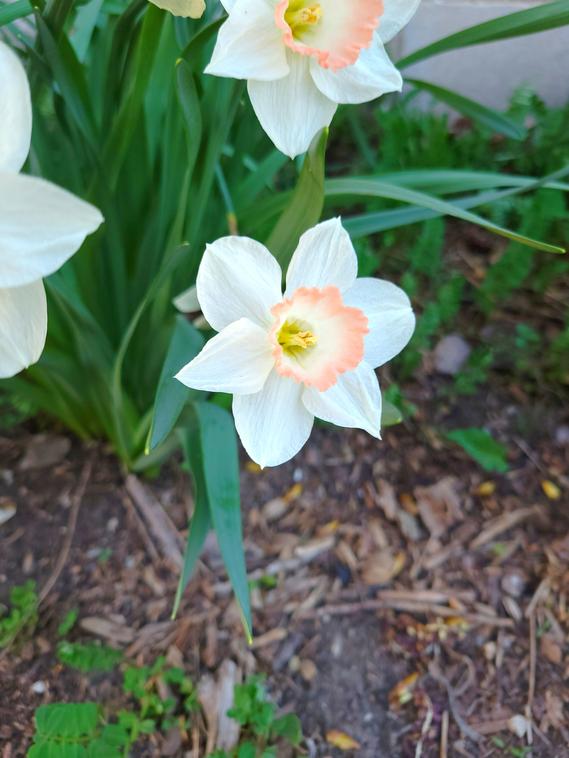 Daffodil