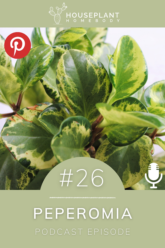 Peperomia Plant Bio Pod Ep #26