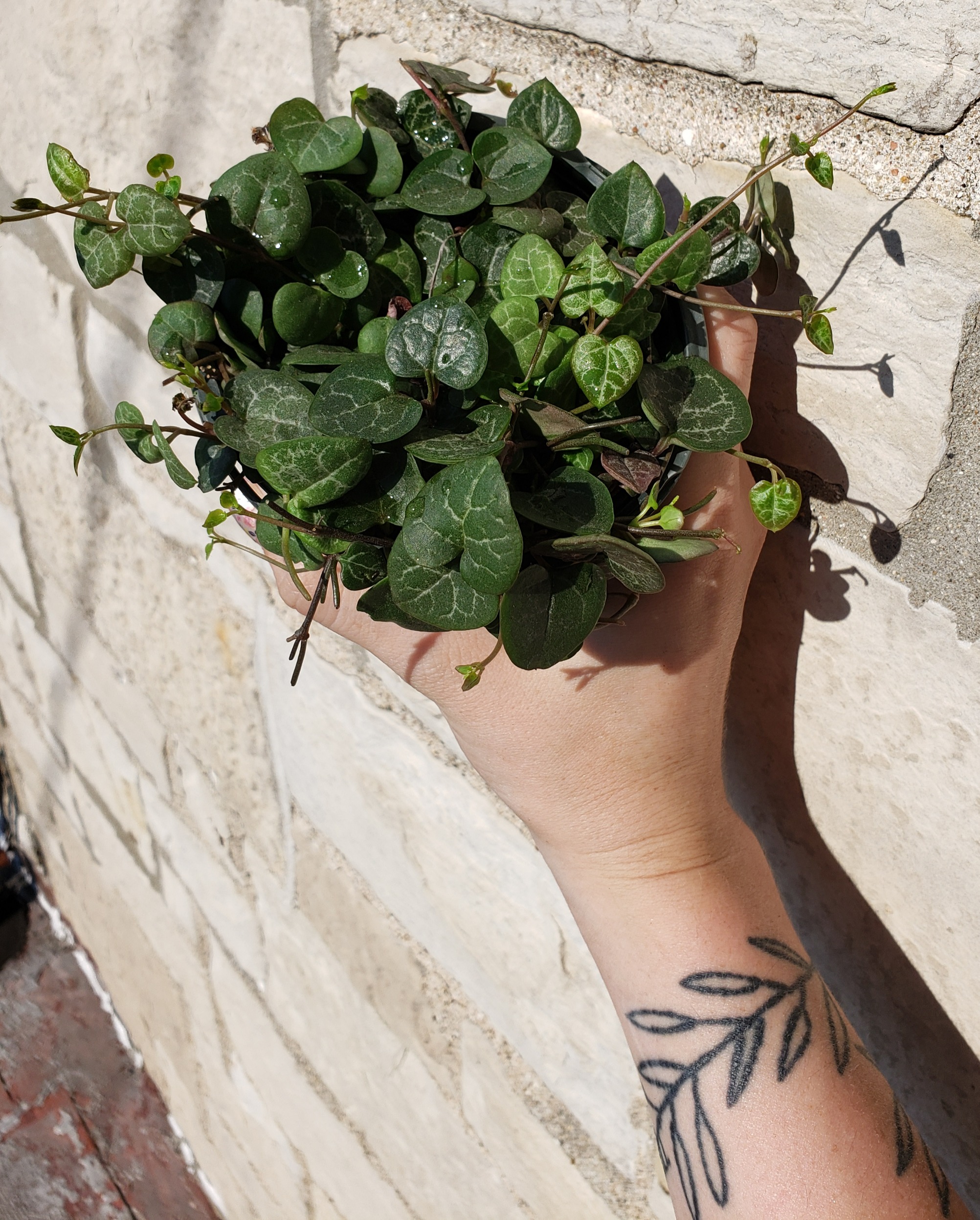 string of hearts plant string of hearts plant