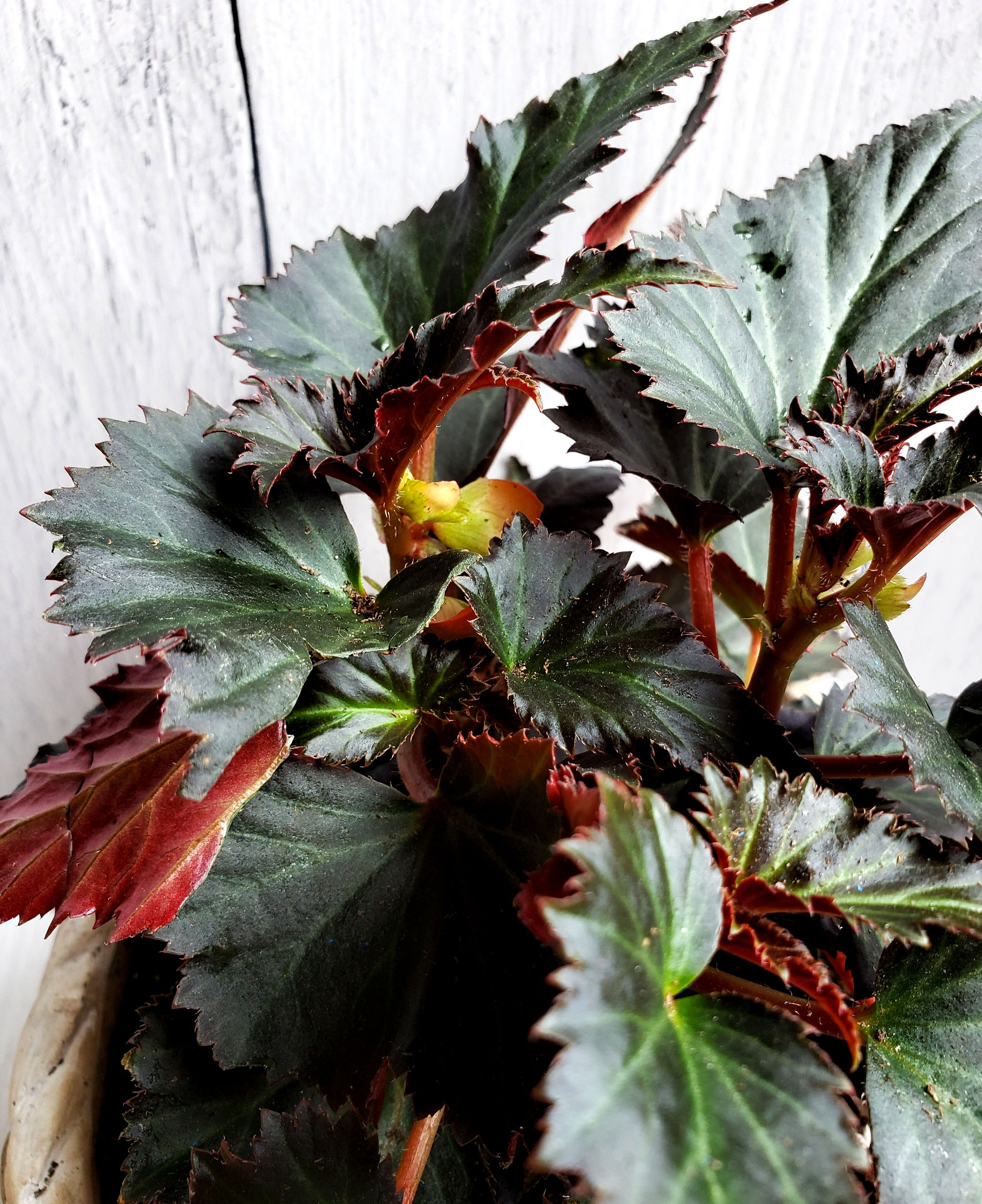 Begonia 'Unstoppable Upright Fire'