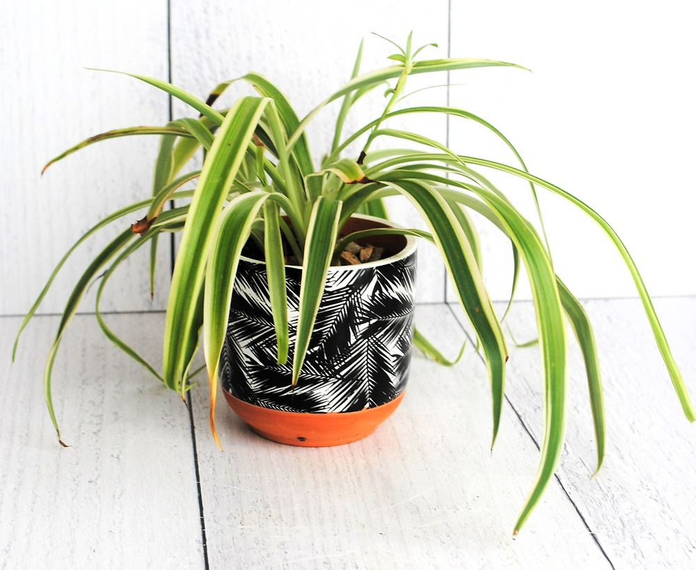 Spider Plant- Plant Bio: Podcast Ep#29