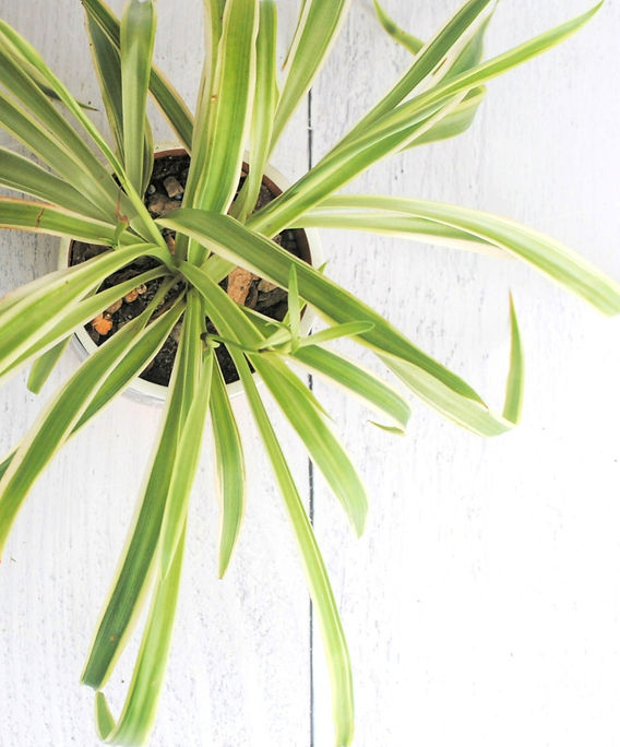 Spider Plant- Plant Bio: Podcast Ep#29