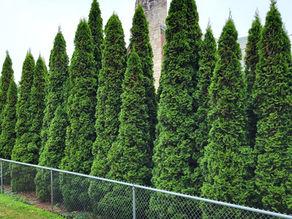 Arborvitae