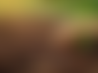 Exploring the Benefits of Coco Coir in Gardening