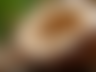 Understanding the Versatility of Coconut Byproducts