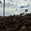 Thumbnail: Sun-dried mature coconut on concrete surface at coir yard.