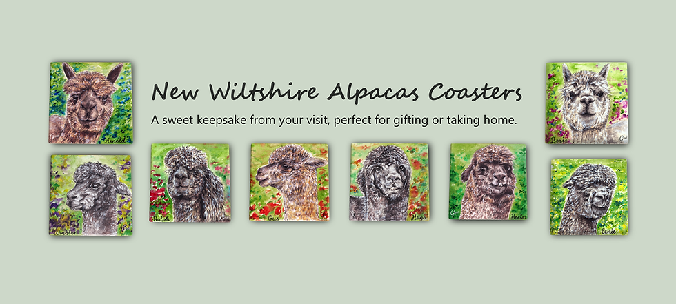 Wiltshire Alpacas Website Banner png.png
