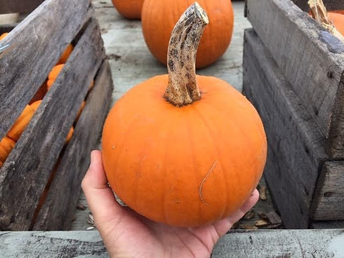 pumpkin.jpeg
