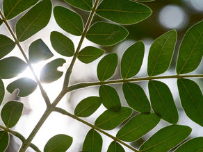 Why Moringa is Called the ‘Miracle Tree’