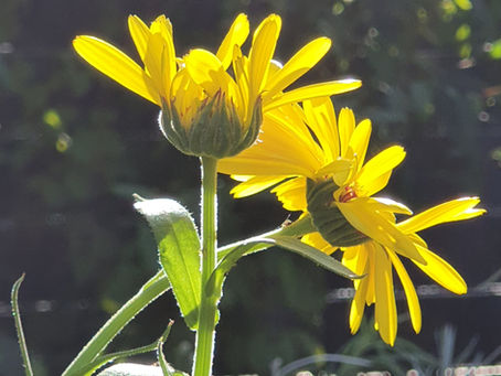 Arnica Globuli nach Zahn-OP: Anwendung und Potenz