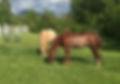 meadow.jpg