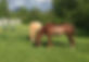 meadow.jpg