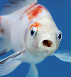 Fish Are Happy and Healthy 1.png