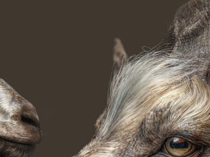 KI-Bilder & Videos für Social Media Finanzen