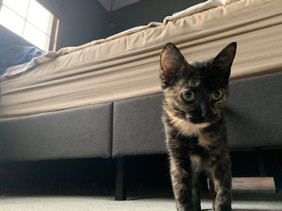 Pip-squeak