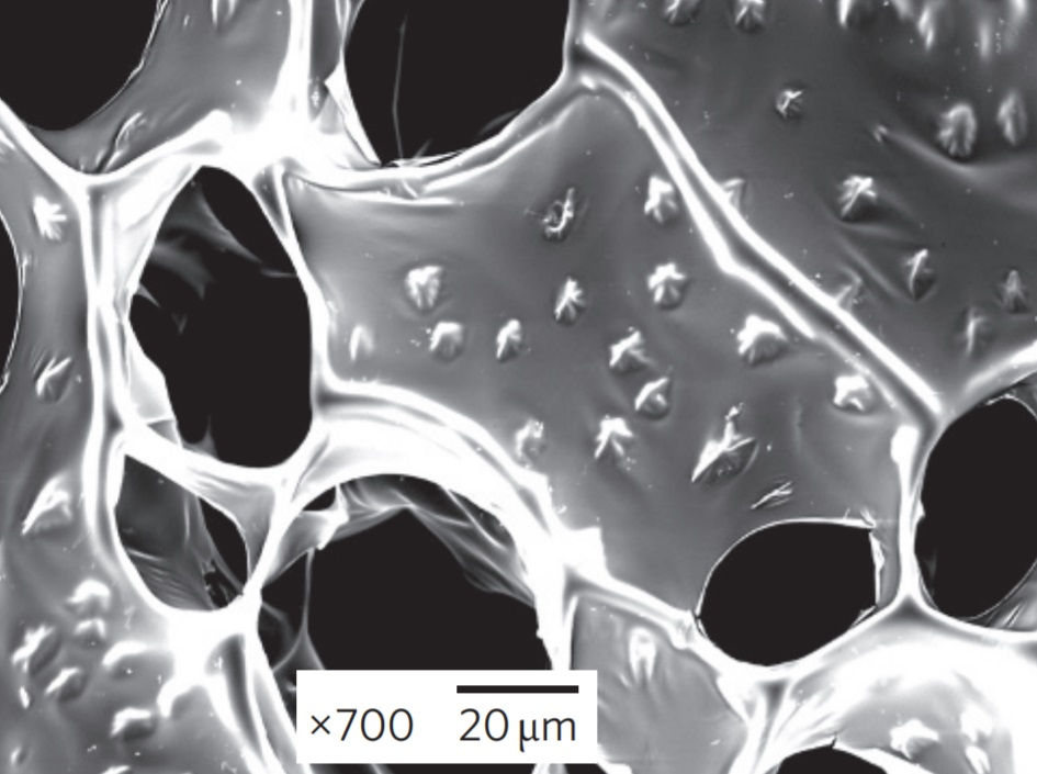Incorporation of gold nanowires within alginate scaffolds.