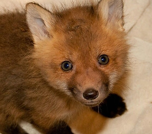 Baby_foxes-3_edited.jpg
