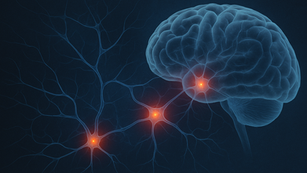 cerebro desarrollando neuronas nuevas