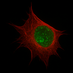 celula