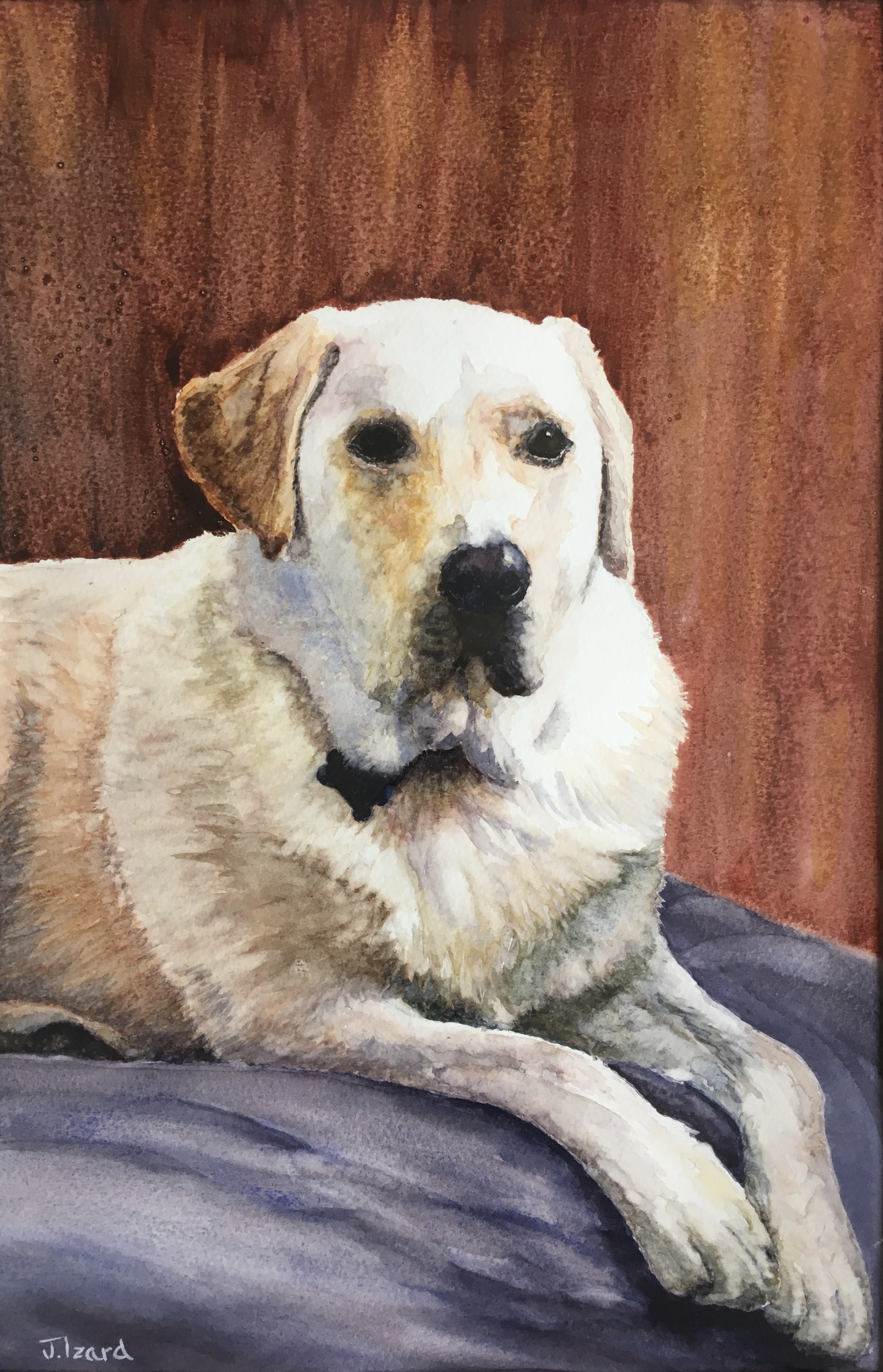 Charlie the Labrador