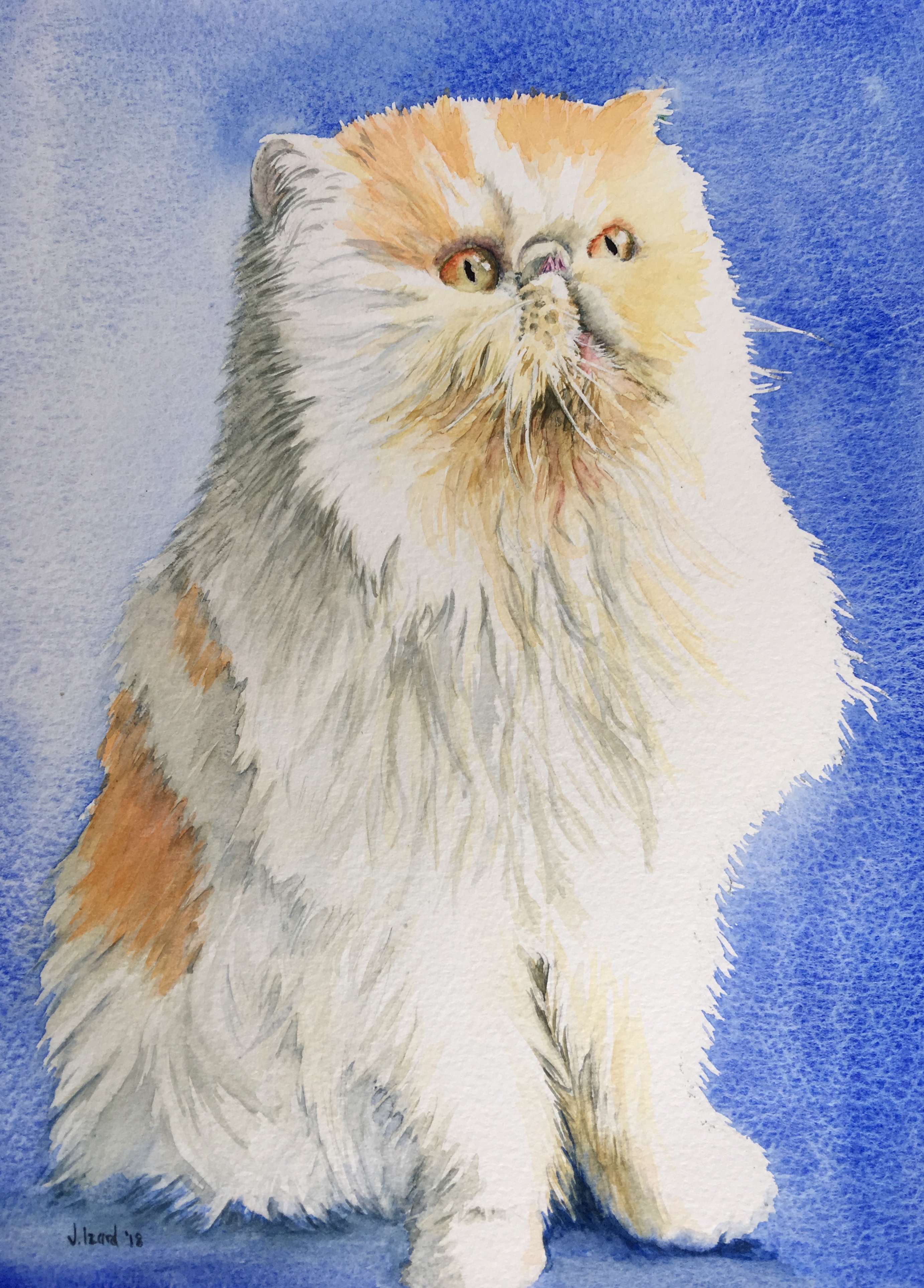 Georgy - Persian Longhair