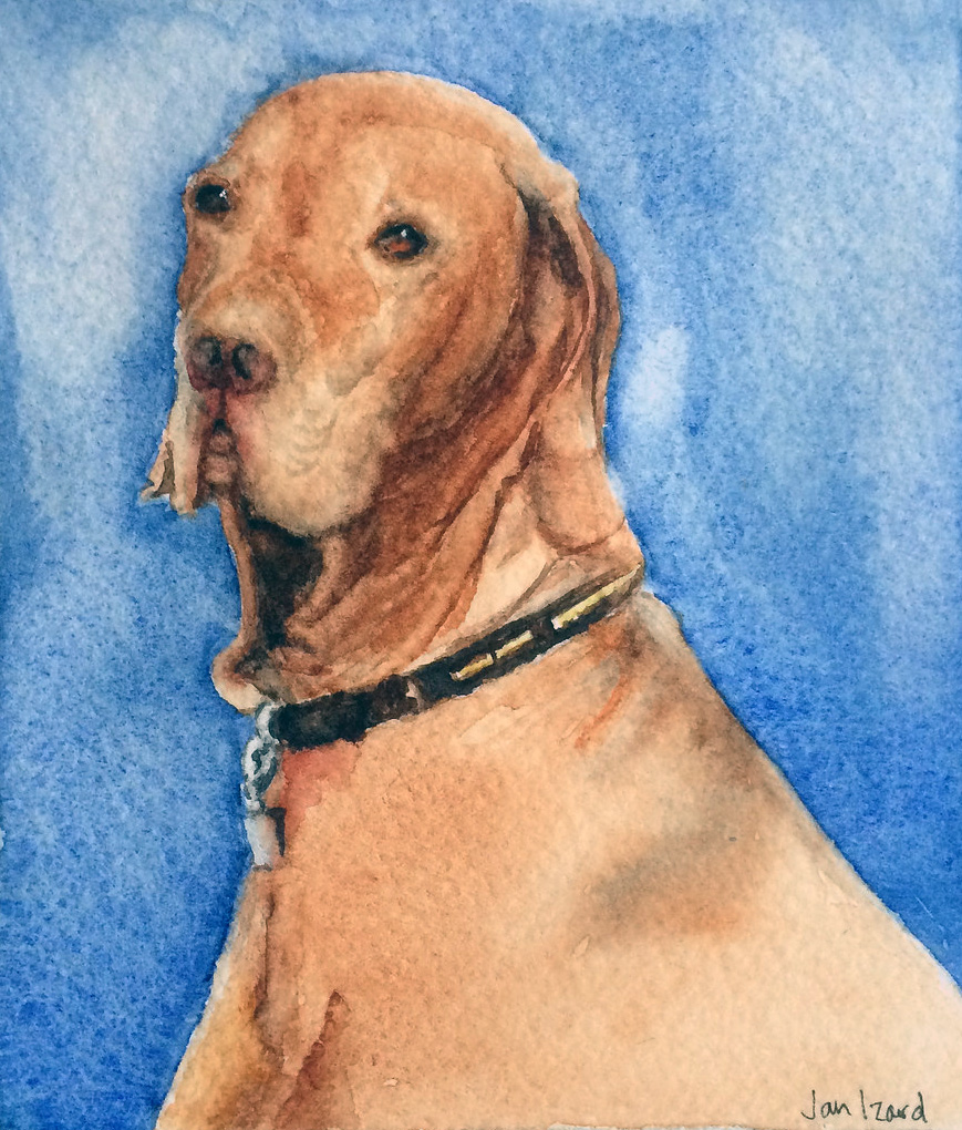 Dino - Hungarian Vizsla