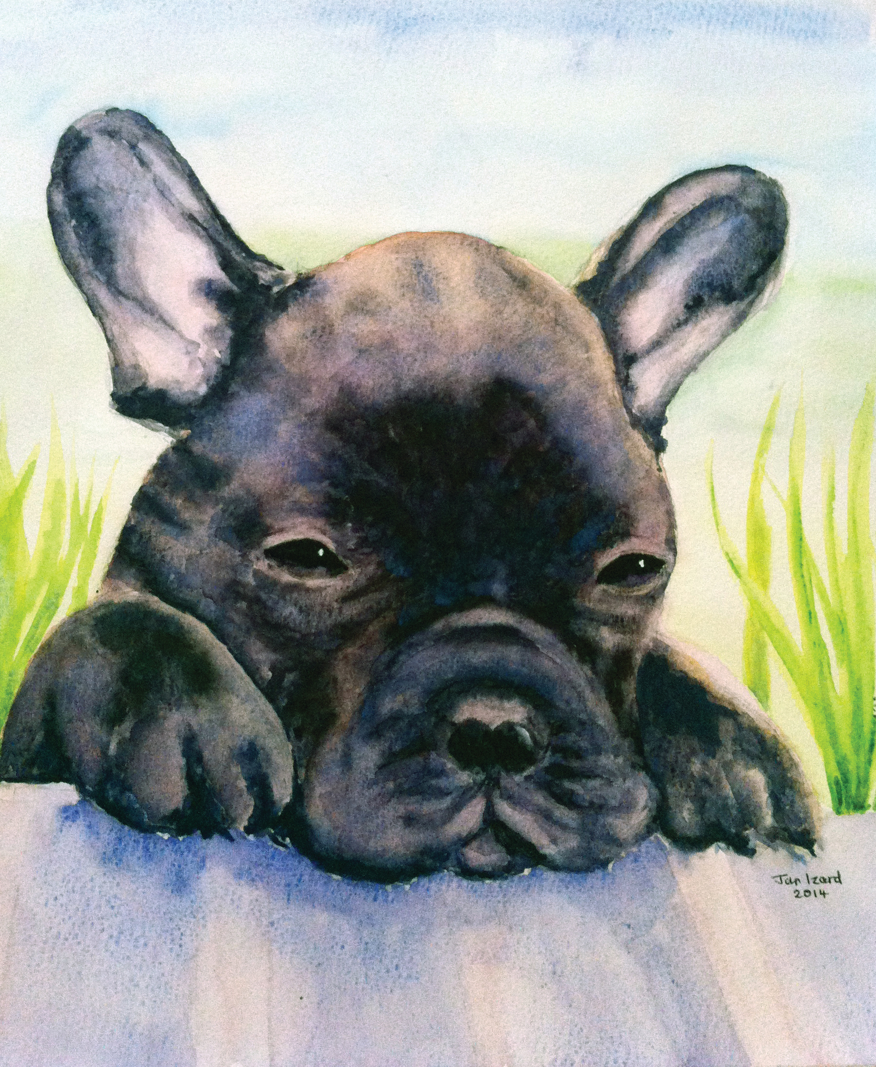 Nismo - French Bulldog Puppy