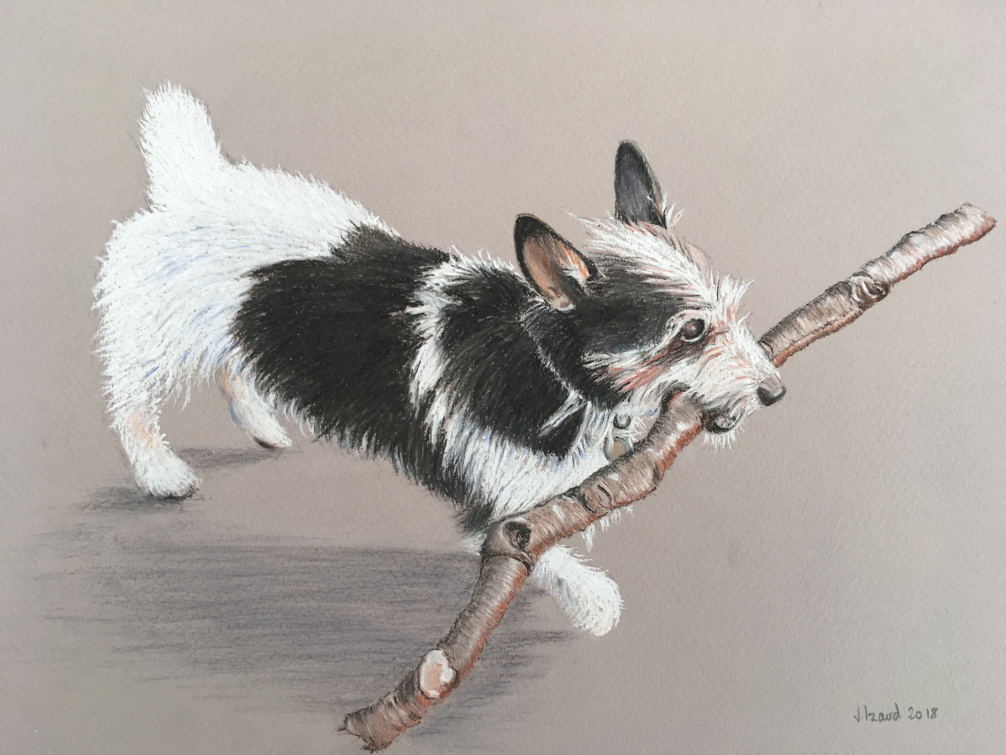 Alfie - Jack Russell