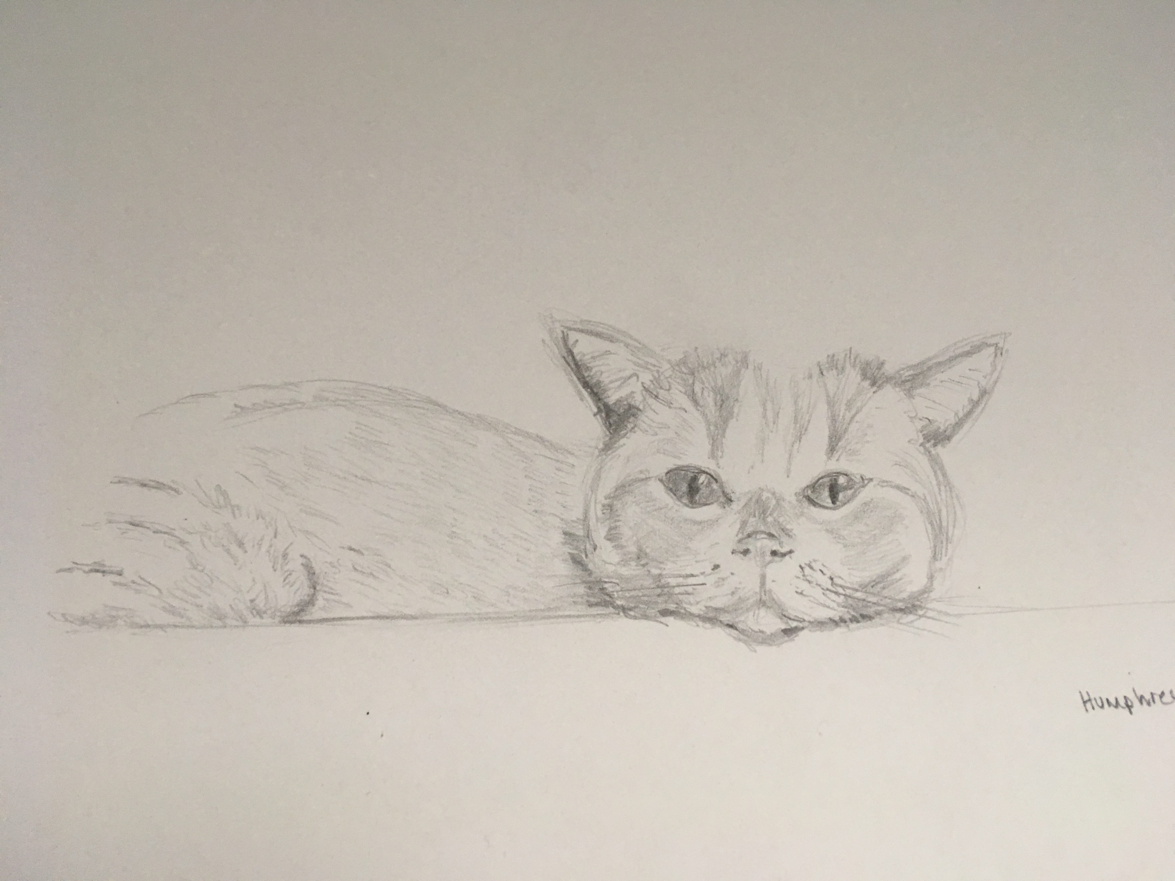 Humphrey - British Shorthair cat