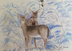 Deer in Snow