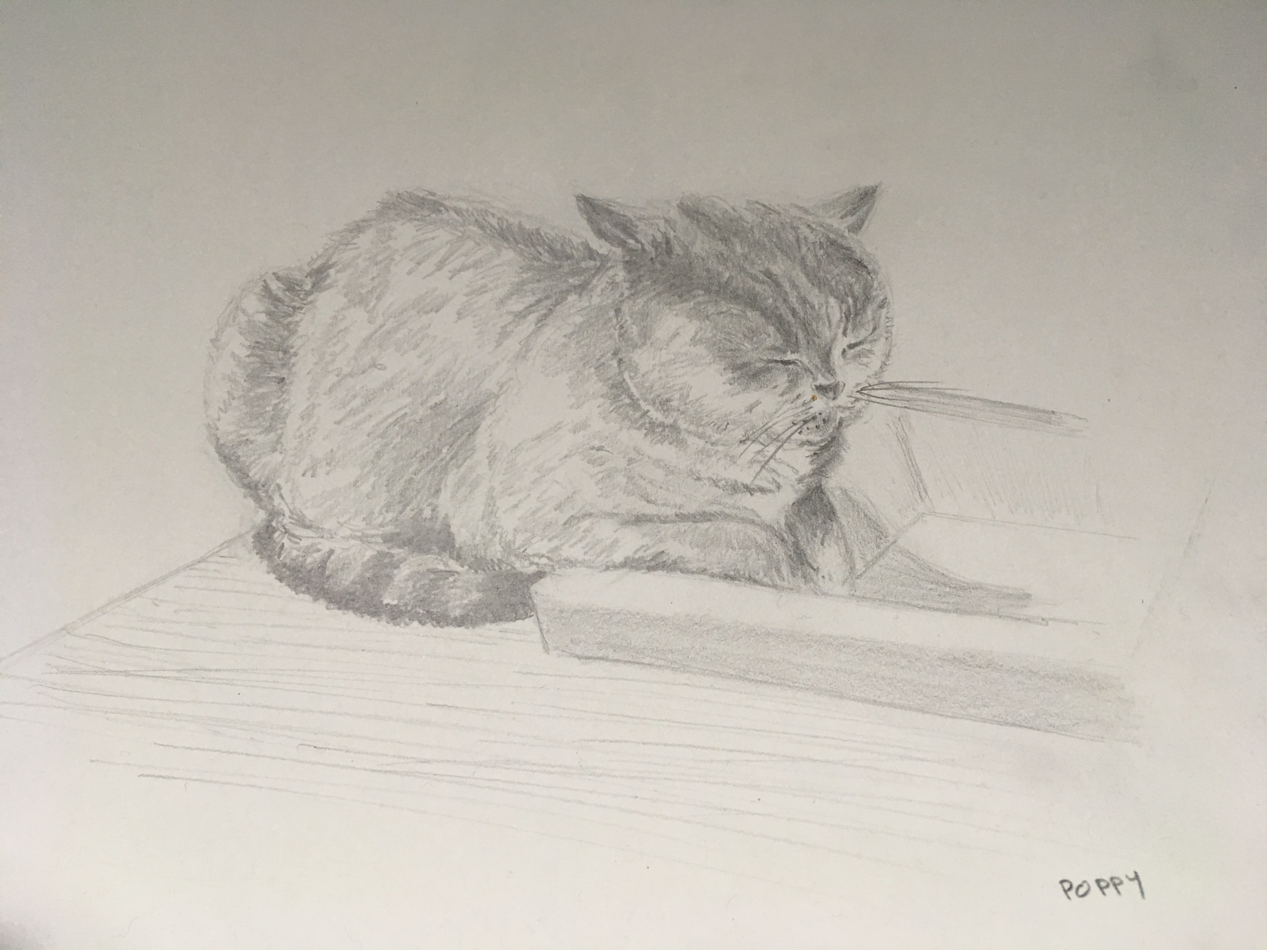 Poppy - British Shorthair cat