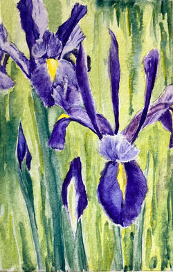 Irises